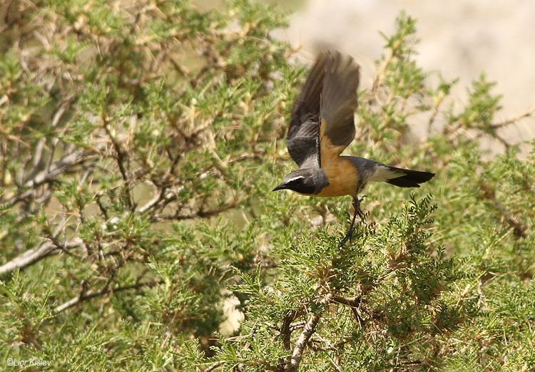 White-throated Robin  Irania gutturalis mt Hermon .May 2014.Lior Kislev